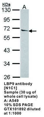 LBP9 antibody [N1C1], GeneTex