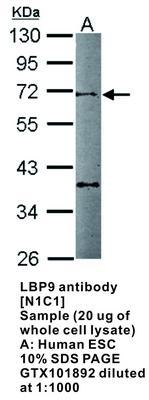 LBP9 antibody [N1C1], GeneTex