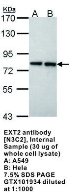 EXT2 antibody [N3C2], Internal, GeneTex