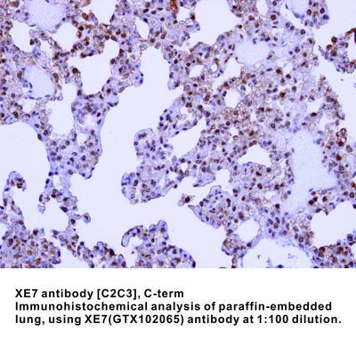 XE7 antibody [C2C3], C-term, GeneTex