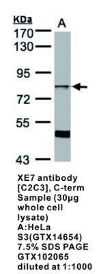 XE7 antibody [C2C3], C-term, GeneTex