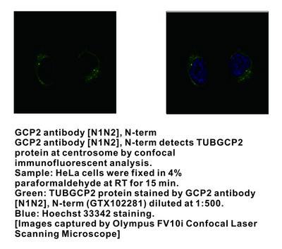 GCP2 antibody [N1N2], N-term, GeneTex