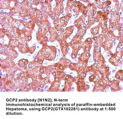 GCP2 antibody [N1N2], N-term, GeneTex