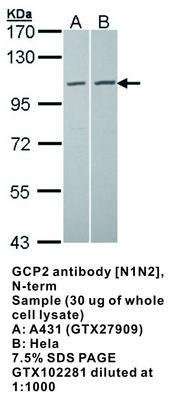 GCP2 antibody [N1N2], N-term, GeneTex