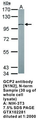 GCP2 antibody [N1N2], N-term, GeneTex