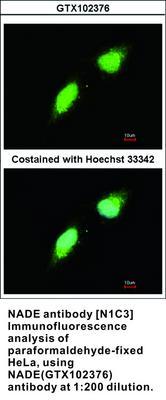 NADE antibody [N1C3], GeneTex