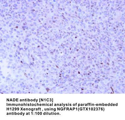 NADE antibody [N1C3], GeneTex