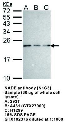 NADE antibody [N1C3], GeneTex