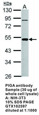 PIGA antibody, GeneTex