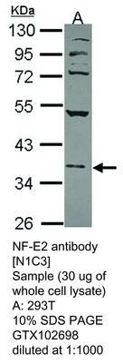 RB PAB TO NF-E2