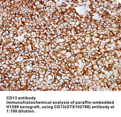 CD13 antibody, GeneTex