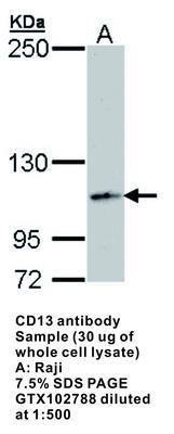 CD13 antibody, GeneTex