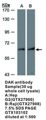 DAK antibody, GeneTex