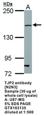 TJP2 antibody [N2N3], GeneTex