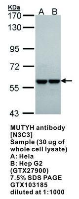 MUTYH antibody [N3C3], GeneTex