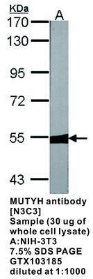 MUTYH antibody [N3C3], GeneTex