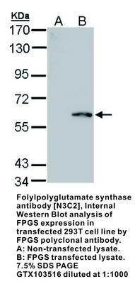 RB PAB TO FOLYLPOLYGLUTA SYNTH