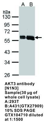 AKT3 antibody [N1N3], GeneTex