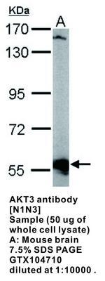 AKT3 antibody [N1N3], GeneTex