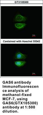 GAS6 antibody [N3C3], GeneTex