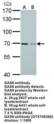 GAS6 antibody [N3C3], GeneTex