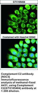 Complement C2 antibody [N3C3], GeneTex