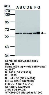 Complement C2 antibody [N3C3], GeneTex