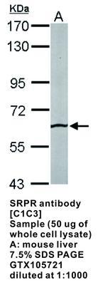 SRPR antibody [C1C3], GeneTex