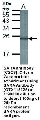 SARA antibody [C2C3], C-term, GeneTex