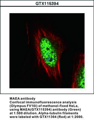 MAEA antibody, GeneTex