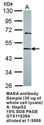 MAEA antibody, GeneTex