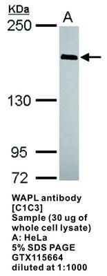 WAPL antibody [C1C3], GeneTex