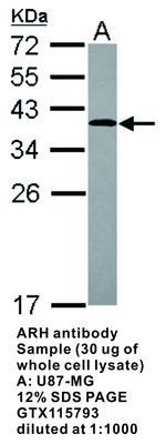 ARH antibody, GeneTex