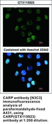 CARP antibody [N3C3], GeneTex