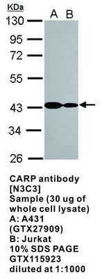 CARP antibody [N3C3], GeneTex