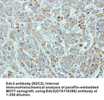 Edc3 antibody [N2C2], Internal, GeneTex