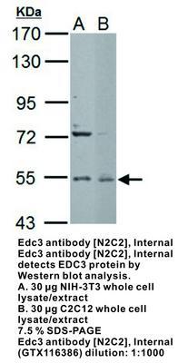 Edc3 antibody [N2C2], Internal, GeneTex