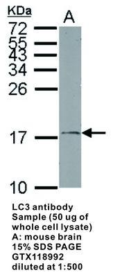 LC3 antibody - 100µl, GeneTex