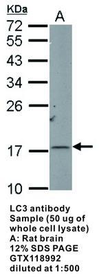 LC3 antibody - 100µl, GeneTex