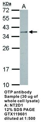 OTP antibody, GeneTex