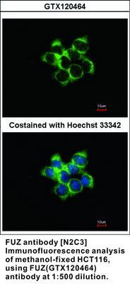 FUZ antibody [N2C3], GeneTex