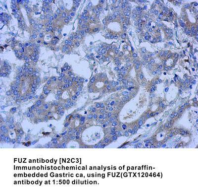 FUZ antibody [N2C3], GeneTex