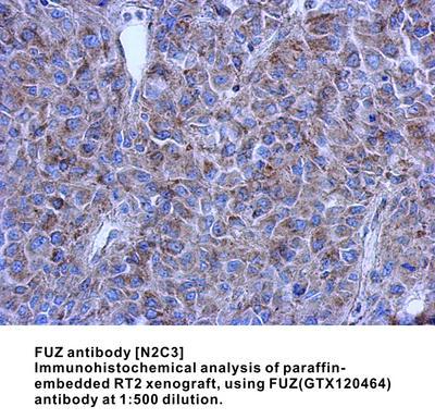 FUZ antibody [N2C3], GeneTex