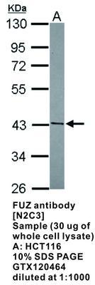 FUZ antibody [N2C3], GeneTex