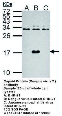 RB PAB TO CAPSID PROT DENG VRS