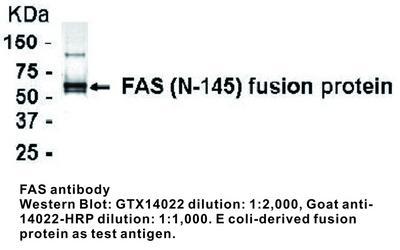 FAS antibody, GeneTex