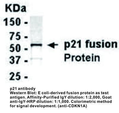 p21 antibody - Chicken Polyclonal, GeneTex