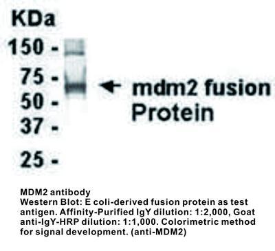 CK PAB TO MDM2