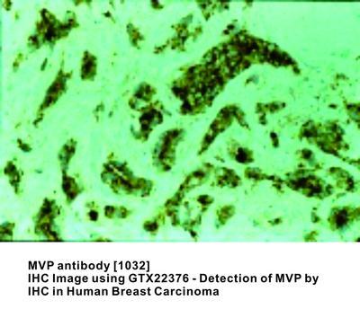 MVP antibody [1032], GeneTex