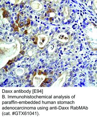 Daxx antibody [E94], GeneTex